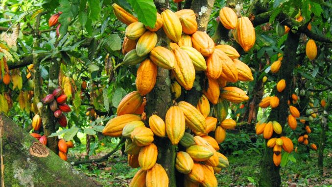 Cocoa-Production.jpg