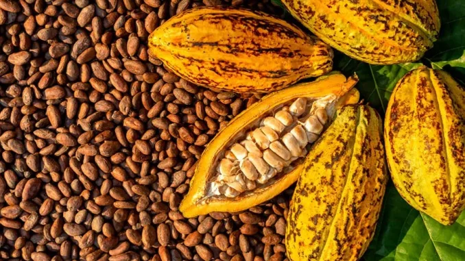 Cocoa.webp.webp