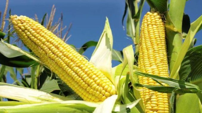 TELA-maize-variety.jpg