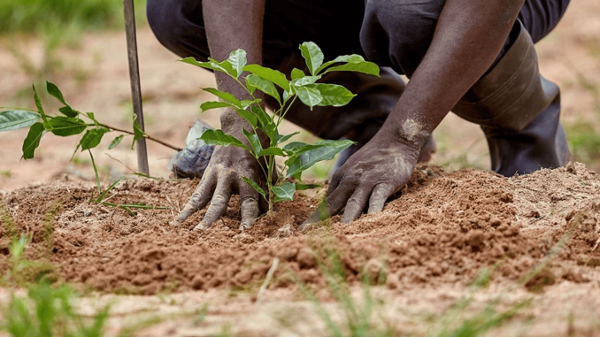 Tree-Planting-1.png