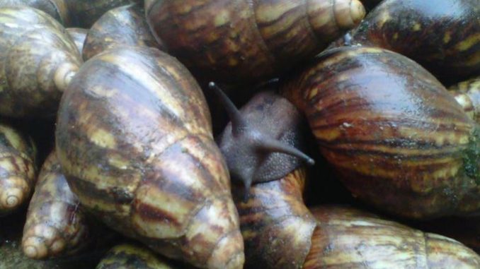 snail-farming.jpg